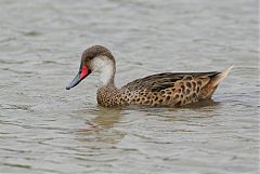 White-cheeked Pintail